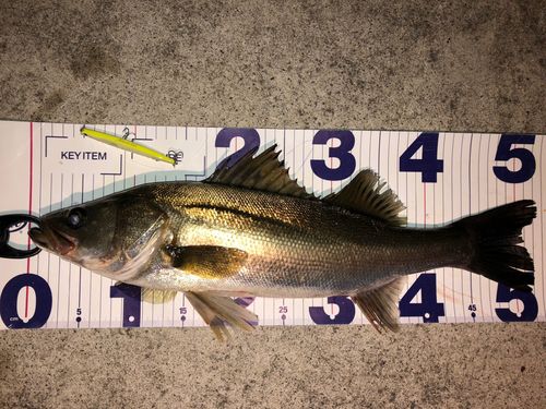 シーバスの釣果