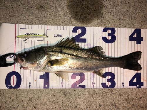 シーバスの釣果