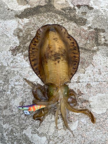 アオリイカの釣果