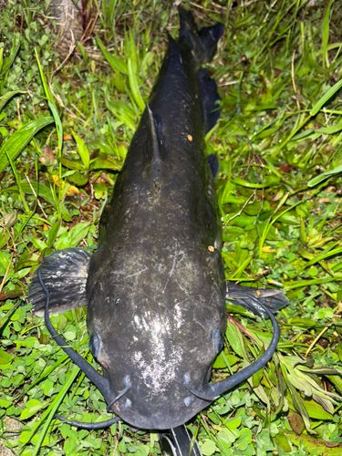 アメリカナマズ