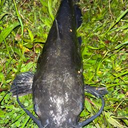 アメリカナマズ