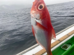 キンメダイの釣果