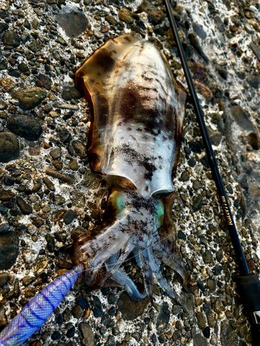 アオリイカの釣果