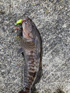 アイナメの釣果