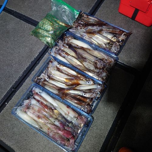 スルメイカの釣果