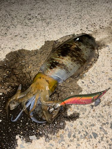 アオリイカの釣果