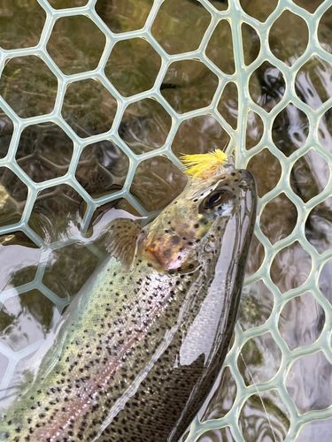 レインボートラウトの釣果