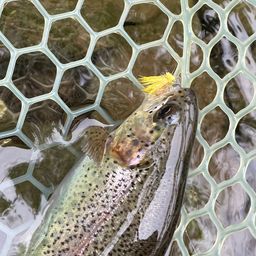 レインボートラウト