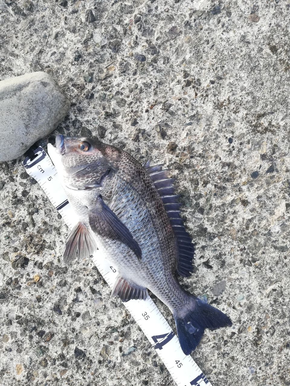 クロダイ