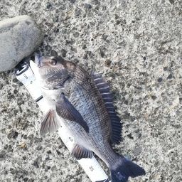クロダイ