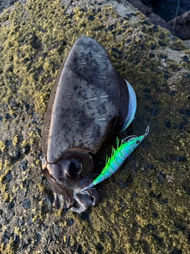 モンゴウイカの釣果