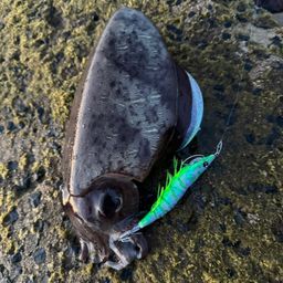 モンゴウイカ