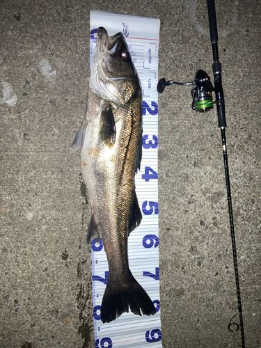 シーバスの釣果