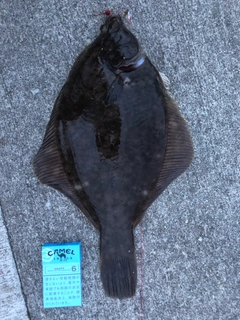 マコガレイの釣果