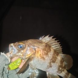 メバル