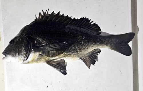 クロダイの釣果