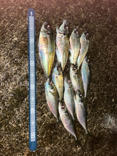 アジの釣果