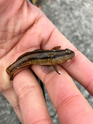 ハゼの釣果