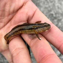 アカオビシマハゼ