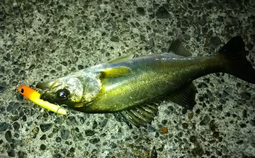 シーバスの釣果