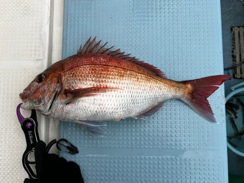 マダイの釣果