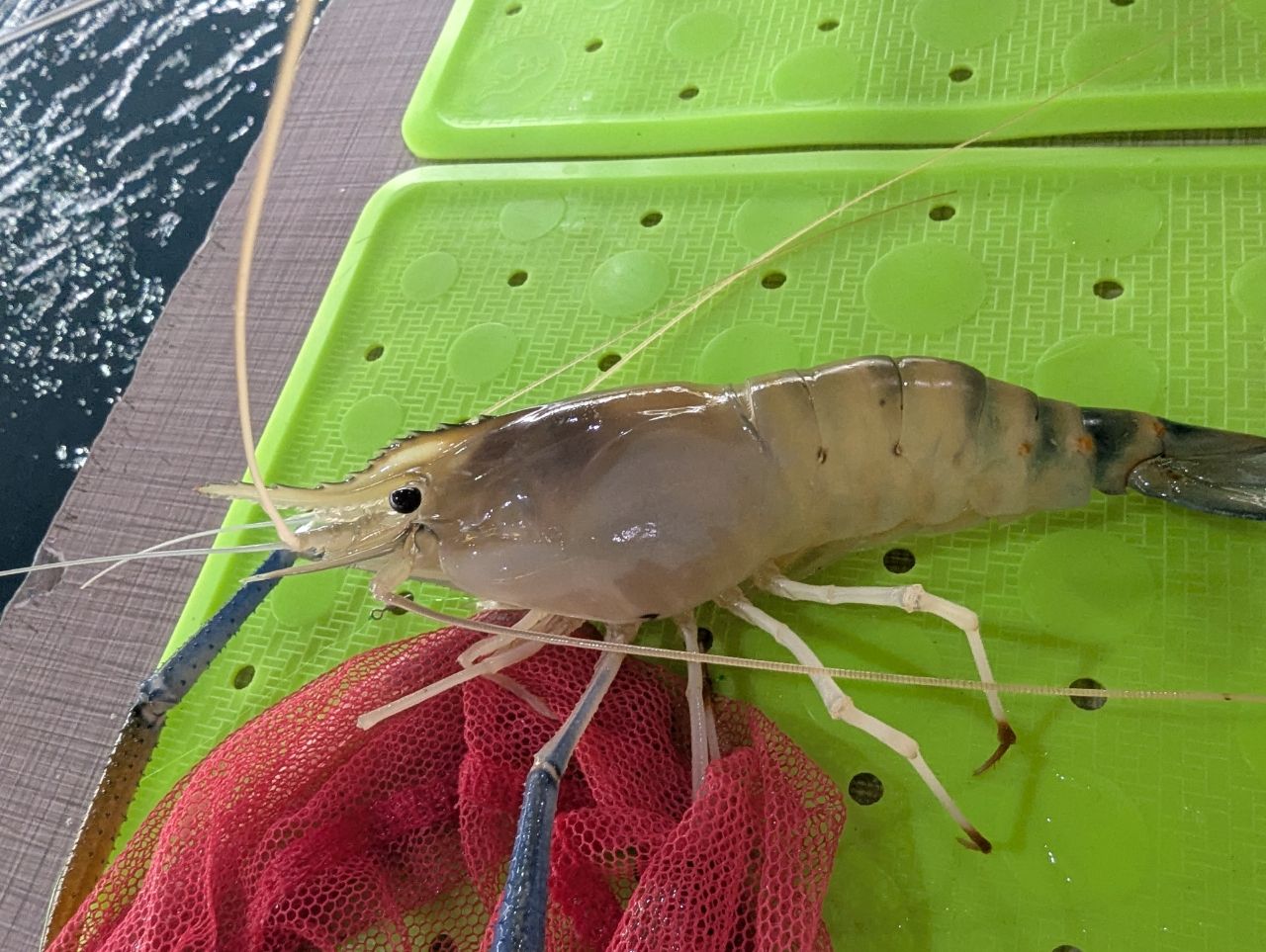 オニテナガエビ