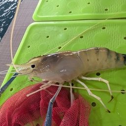 オニテナガエビ