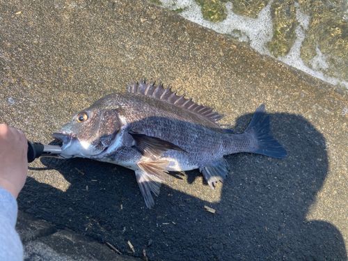 チヌの釣果