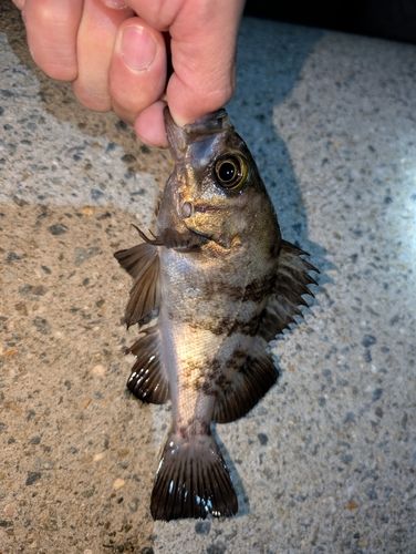 メバルの釣果