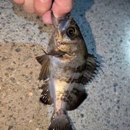 メバル