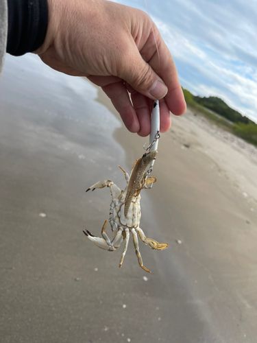 シタビラメの釣果