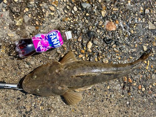 マゴチの釣果