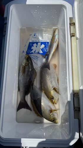 イサキの釣果