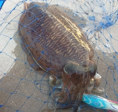 コウイカの釣果