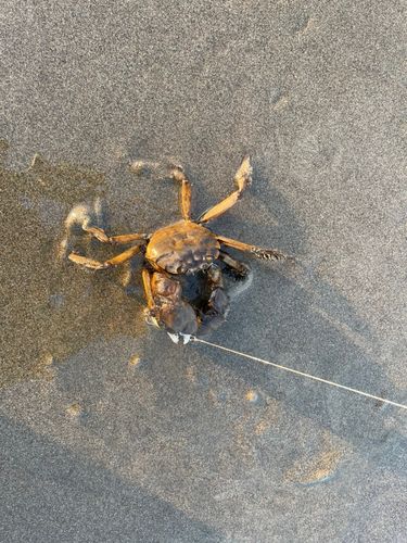 カニの釣果
