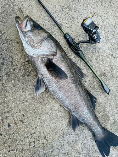 スズキの釣果
