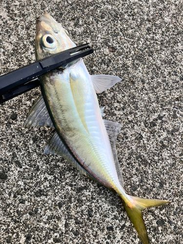 マアジの釣果