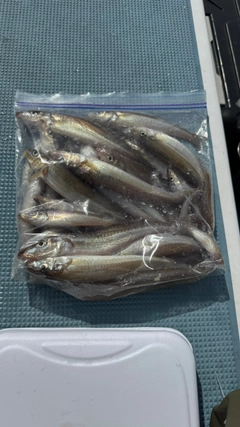キスの釣果