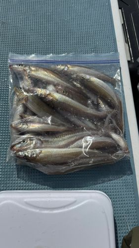 キスの釣果