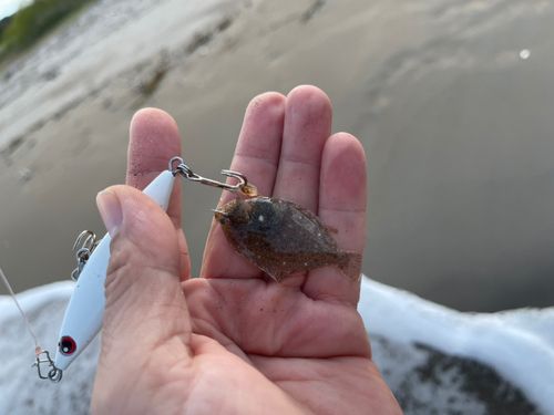 カレイの釣果
