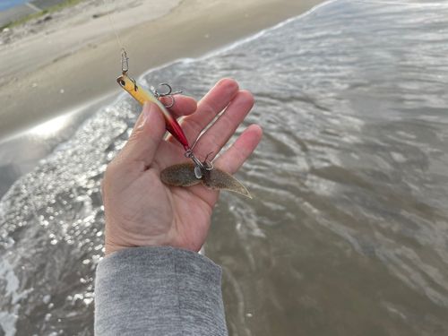 シタビラメの釣果