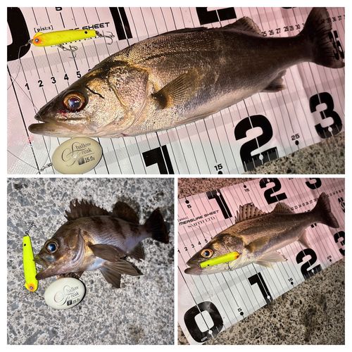 シーバスの釣果