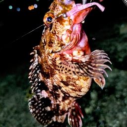 カサゴ