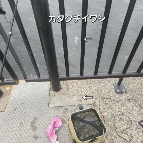 イワシの釣果