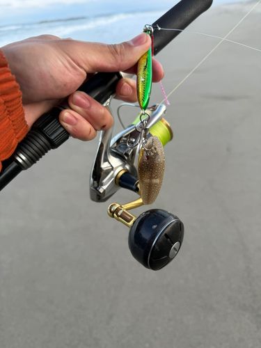 シタビラメの釣果