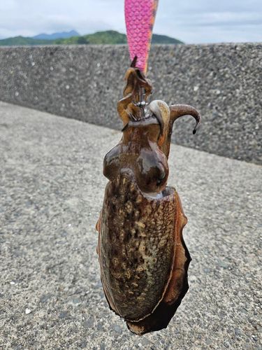 コウイカの釣果