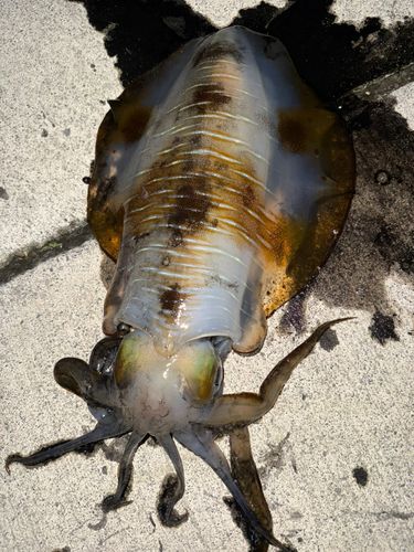 アオリイカの釣果