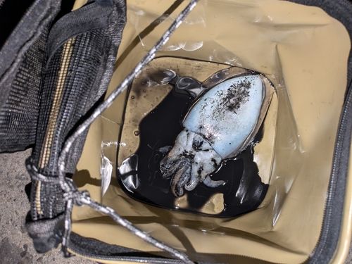 ハリイカの釣果