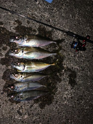 アジの釣果