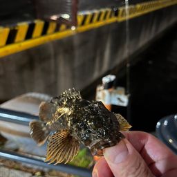 カサゴ